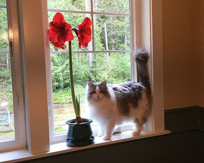 Ragdoll cat standing next to Amaryllis flower.